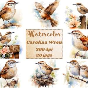 Carolina Wren Clipart, 20 wysokiej jakości plików JPG, akwarelowy ptak Wren Clip Art, cyfrowe rzemiosło papierowe, scrapbooking, tworzenie kartek, wykorzystanie komercyjne