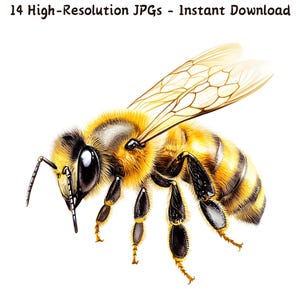 Realistische honingbij aquarel clipart, gedetailleerde bij illustratie, op de natuur geïnspireerde kunst, 14 JPG, scrapbooking, sublimatie en DIY Crafts