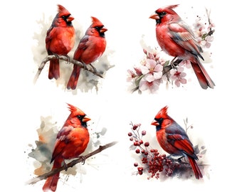 以下が含まれることがあります： 白い背景に赤いカージナルを描いた水彩画4点。それぞれのカージナルは、花やベリーのついた枝にとまっている。カージナルは、さまざまなポーズで、さまざまなディテールで描かれている。