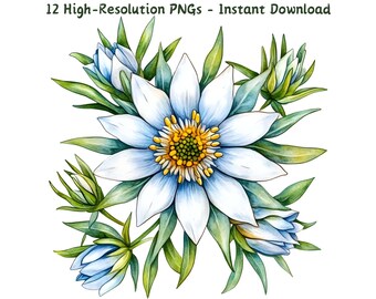 Clipart de Edelweiss en acuarela: PNG florales pintados a mano (descarga digital)