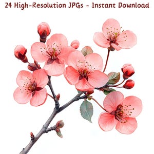 Aquarelle de branche de fleurs de cerisier | Illustration florale printanière | 24 fichiers JPG | Téléchargement numérique de fleur de Sakura