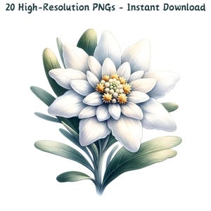 Clipart fleur d'edelweiss aquarelle, floral alpin 20 PNG, Illustrations botaniques pour l'artisanat et la conception, téléchargement numérique, usage Commercial