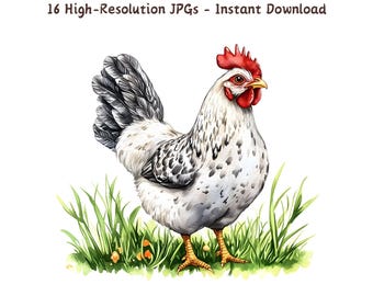 Watercolor Chicken Clipart: Farmhouse Animal Illustration (16 JPG)