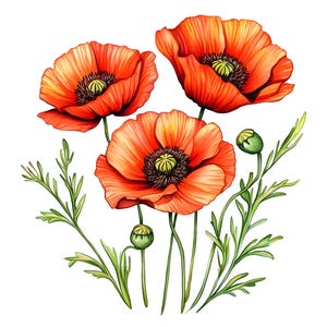 Aquarel klaproos clipart, 12 png-bestand, klaproosafbeeldingen, bloemsublimatie, bloemen klaproos afdrukbare, kaarten maken, scrapbooking, digitale download