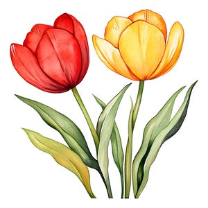 Watercolor Tulip Clipart: Floral Illustration PNG (Digital Download)