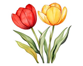 Watercolor Tulip Clipart: Floral Illustration 16 PNG (Digital Download)