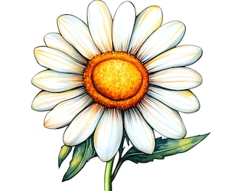 Watercolor Daisy Clipart: Floral 12 PNG Graphics (Digital Download)