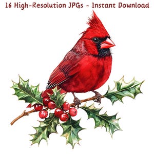 Cardinal rouge de Noël aquarelle sur des cliparts de branche de houx, 16 JPG d'oiseaux festifs pour l'artisanat de vacances et les cartes, téléchargement numérique, usage commercial
