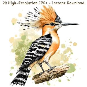 Clipart aquarelle huppe fasciée, 20 illustrations d'oiseaux exotiques peintes à la main JPG pour travaux manuels, cartes et projets nature, téléchargement numérique