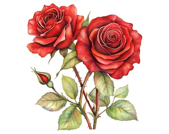 Watercolor Red Roses Clipart: 16 PNG Floral Illustrations (Digital Download)
