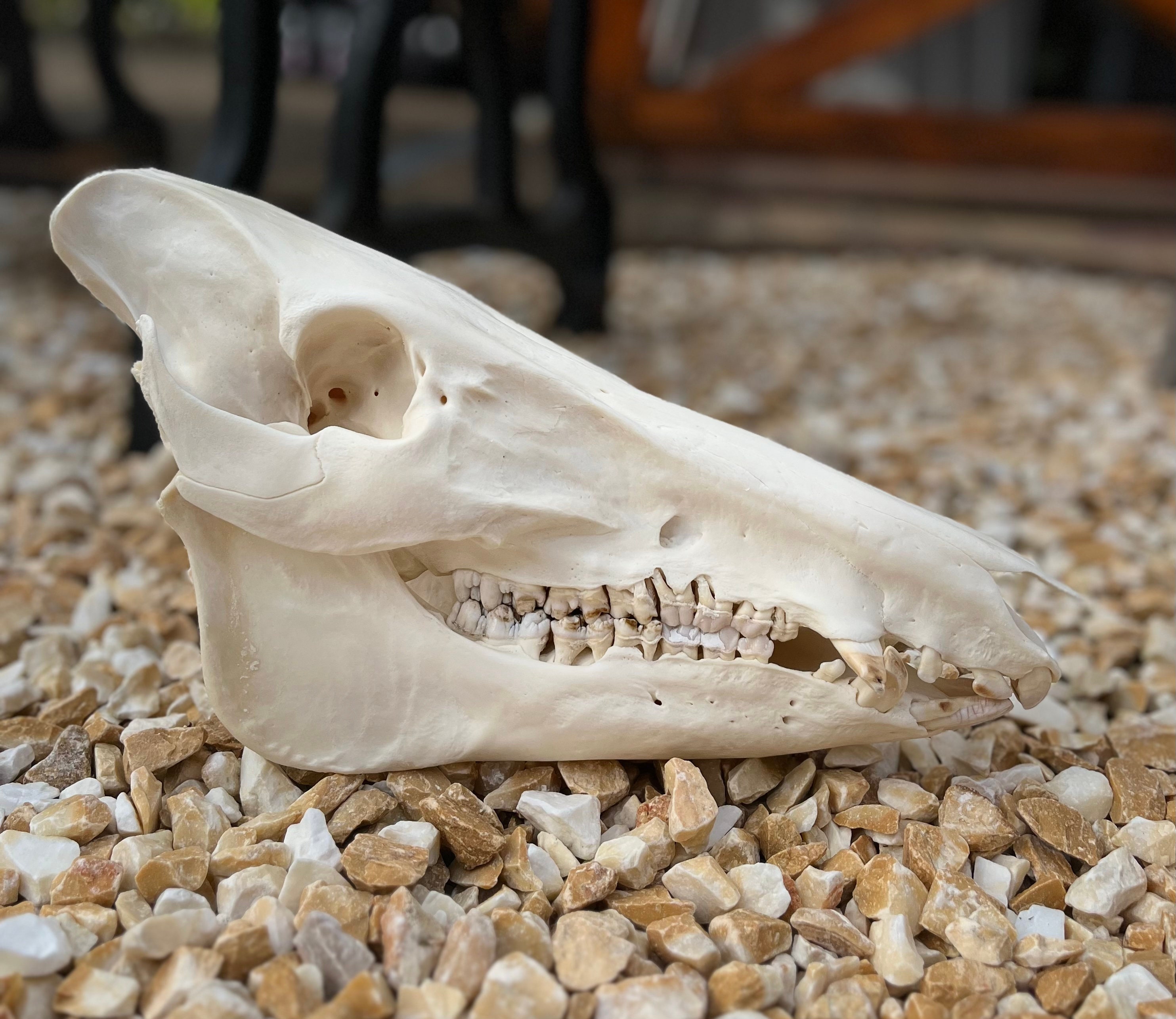 Razorback Boar Skull