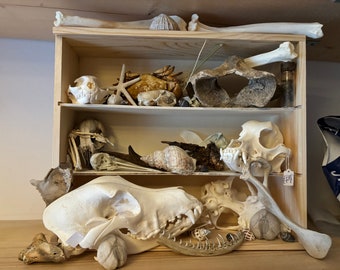 Cabinet of curiosities