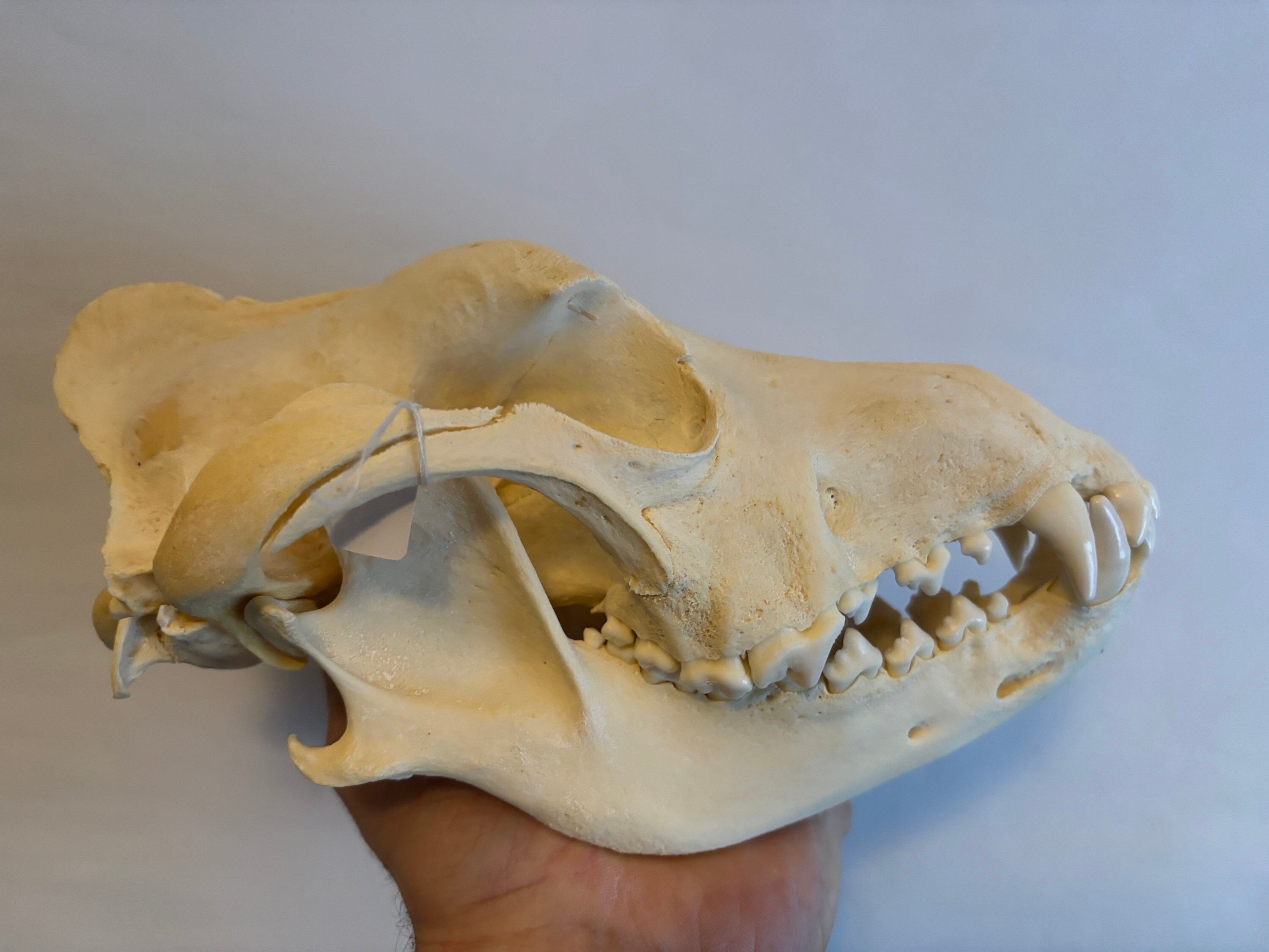 Mastiff skull online