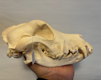 Canaan dog  skull