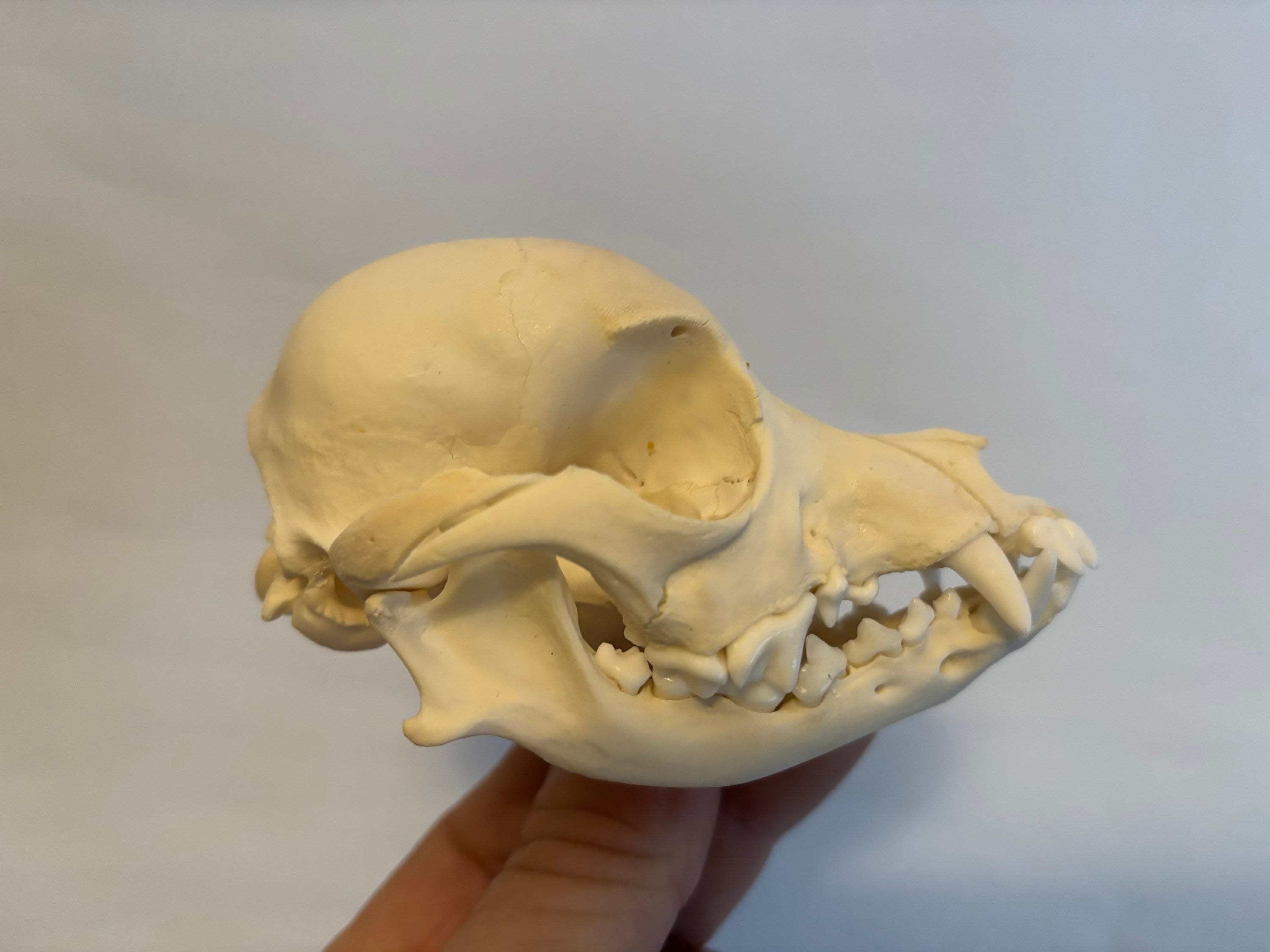 Shihtzu Dog Skull Etsy
