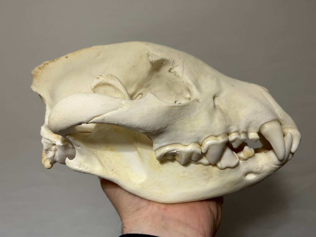 Spotted Hyena Skull Etsy