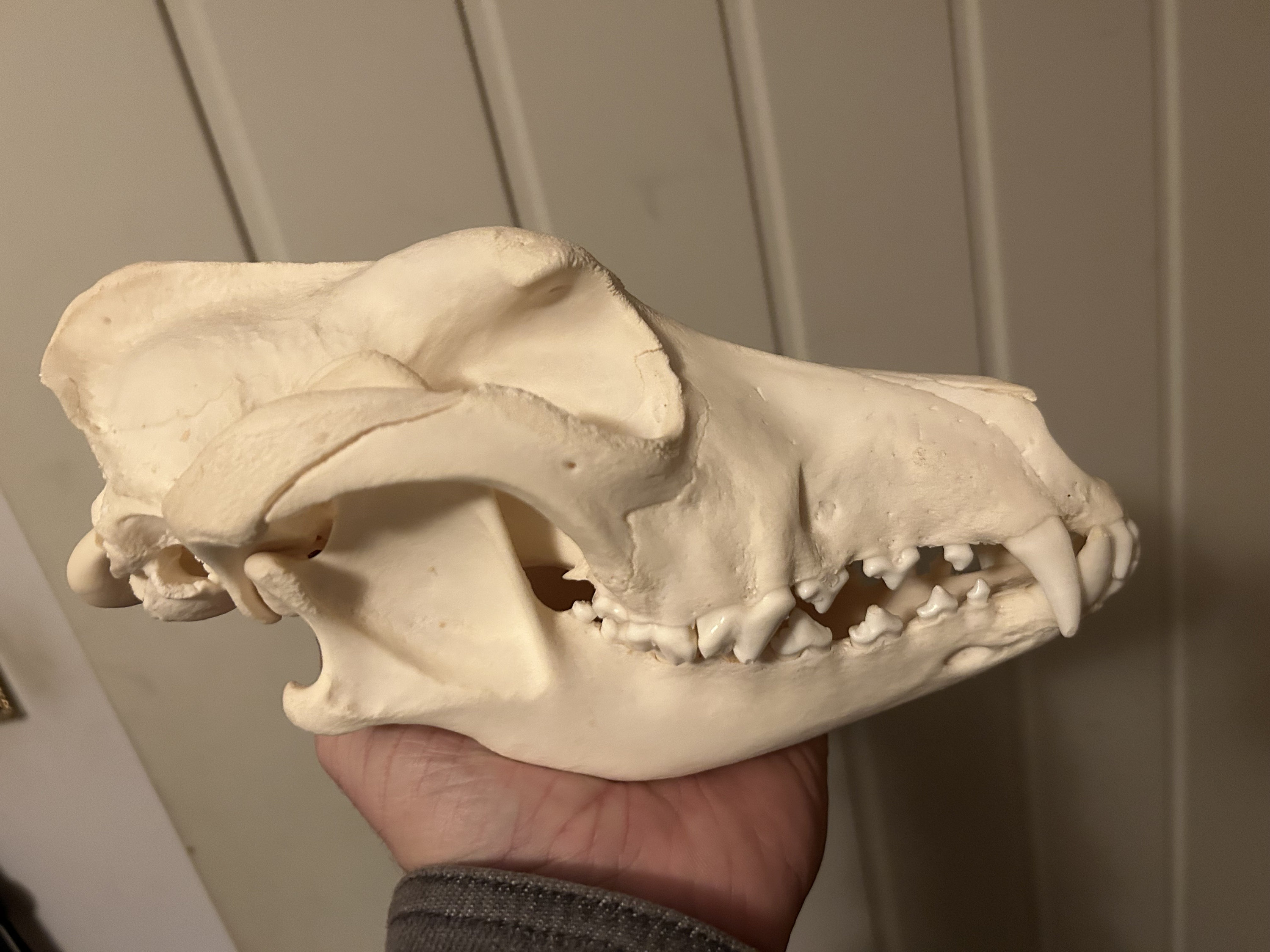 フランス アンティーク 馬 頭蓋骨 標本 インテリア 剥製