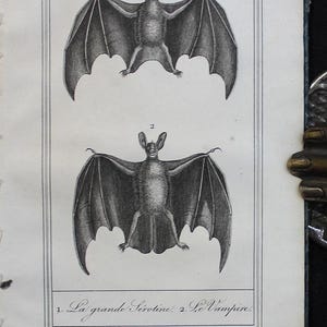 1830 Zoology Book: Antique Engraved Plates of Mammals - Buffon Natural History