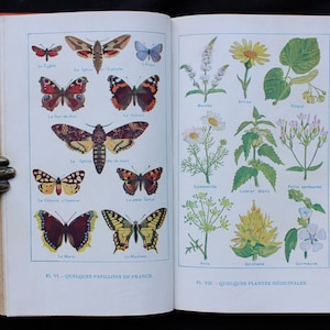 1938 Vintage Science Book for Children - Natural History Zoology Botany Physics Geology Illustratated Color Plates Animals Plants Mushrooms