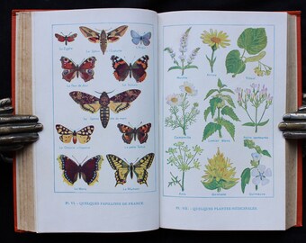 1938 Vintage Children's Science Book: Natural History, Zoology, Botany