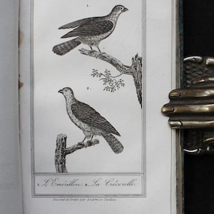1830 Ornithology Natural History of Birds Illustrated with 26 Engraved Plates Wildlife Animals Buffon Zoology Antique Science Book 1800s