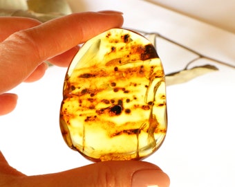 May include: A large, oval-shaped piece of amber with a yellow and brown color. The amber has many small, dark brown inclusions inside.