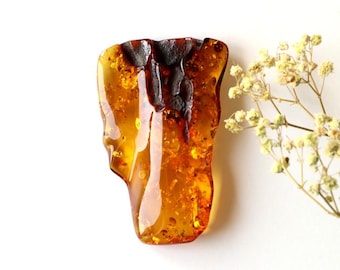 May include: A large, irregularly shaped piece of amber with a dark brown center and a golden yellow outer layer. The amber has a smooth, polished surface.