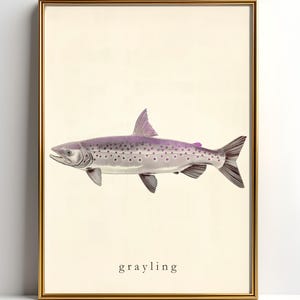May include: A framed print showing a detailed illustration of a grayling fish. The fish is rendered in shades of grey and purple, with a dorsal fin and spots. The word "grayling" is printed in a simple font below the fish.
