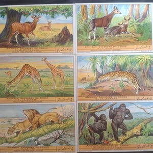 A complete set of 6 vintage Liebig trading cards in French. Depicted are Wild Animals from Congo. 1937