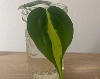 Brasil Philodendron Healthy Rooted Cutting
