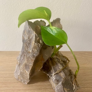 Puede incluir: Una pequeña planta verde con hojas variegadas creciendo en un arreglo de rocas. La planta está enraizada en las rocas y tiene varias hojas.