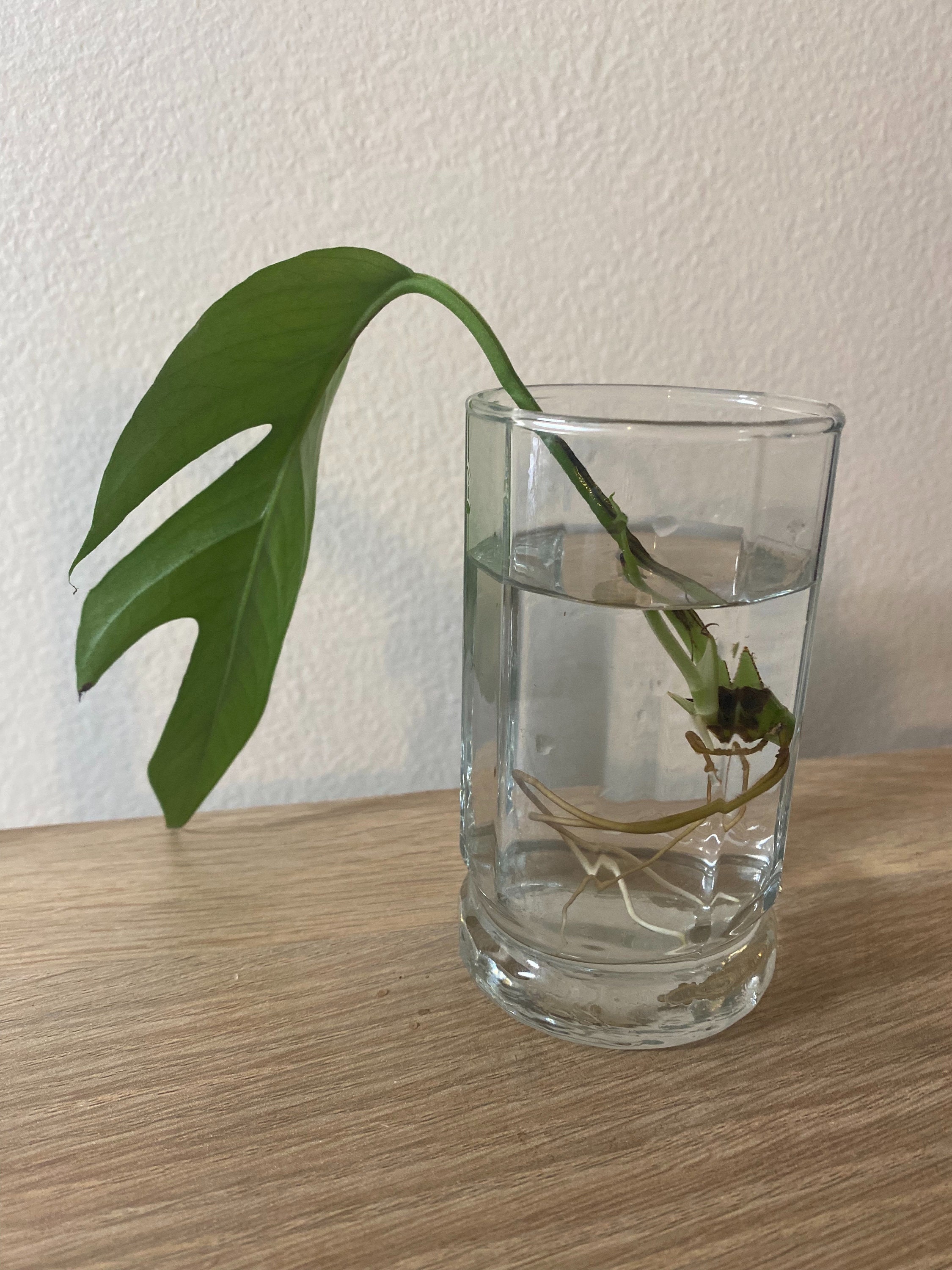 Baltic blue pothos - Etsy 日本