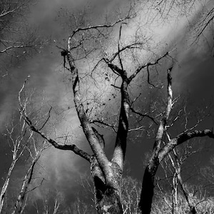 Dark October Print | Photography, Home Decor, Wall Decor, Minimalist, Black and White Print, Gothic, Tree, Woods, Forest