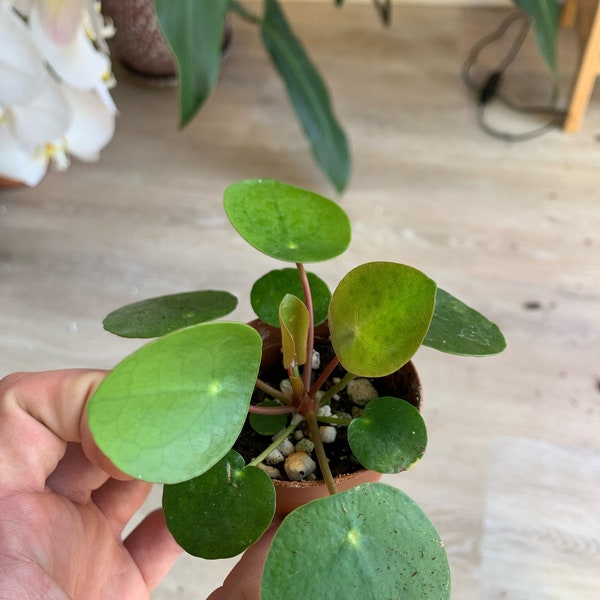 Chinese Money Plant | Pilea Peperomioides