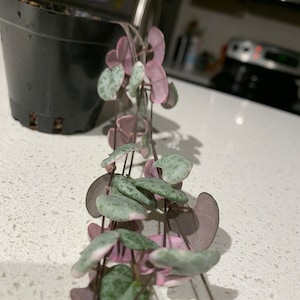 Variegated String of Hearts | Ceropegia woodii variegata
