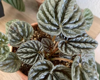 Emerald Ripple | Peperomia Caperata