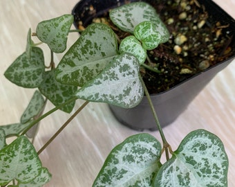 String of Arrows | Ceropegia woodii