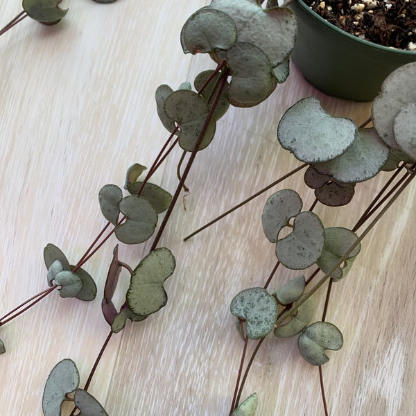 String of Hearts Etsy