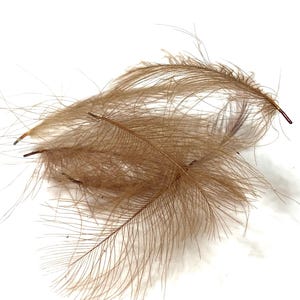 Entenarschfedern CDC