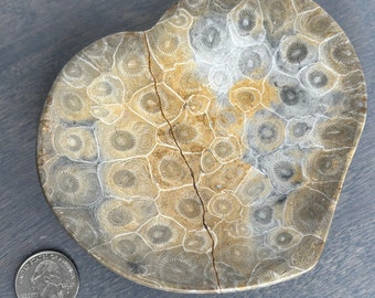 Fossilized Ammonite Heart Bowl