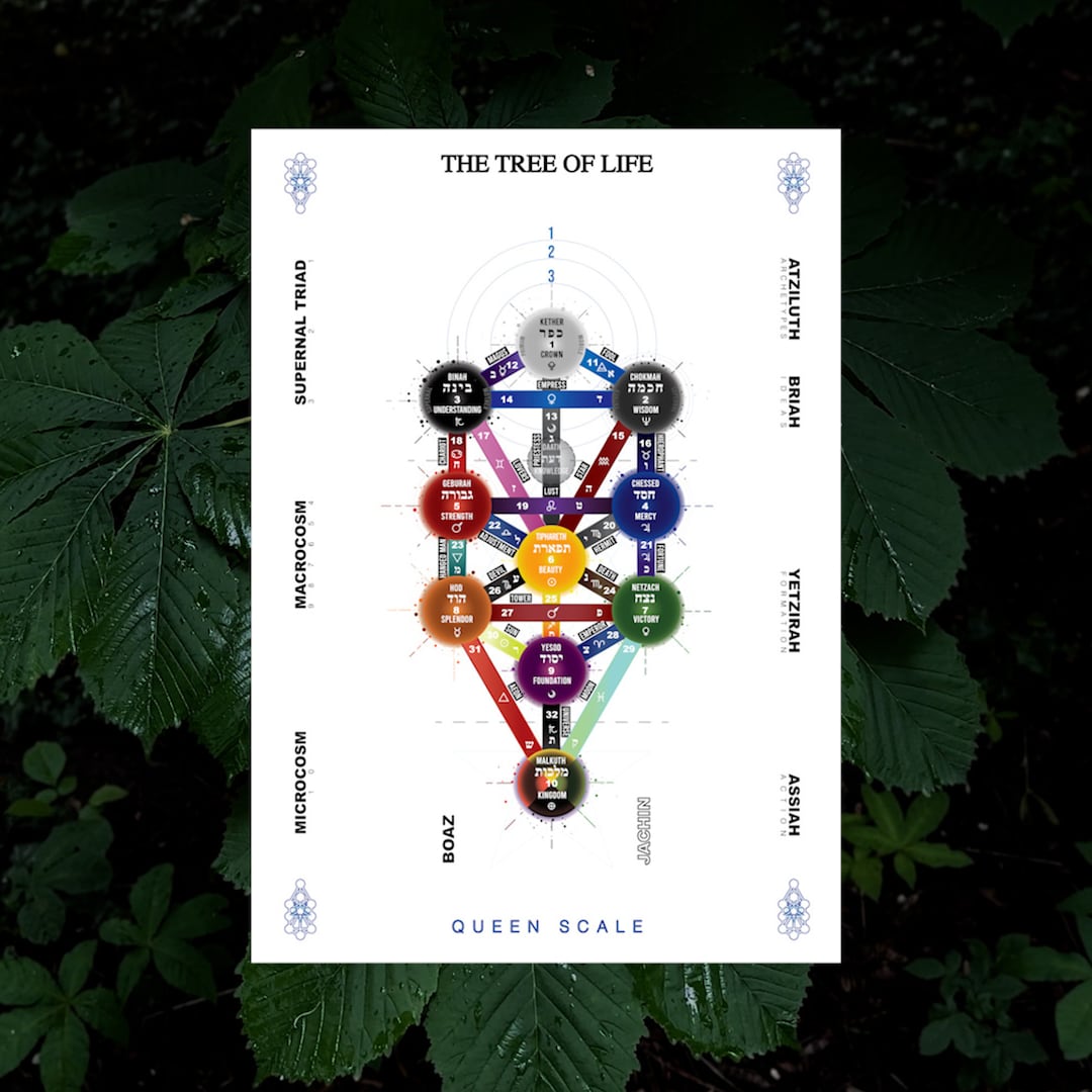 The Tree of Life Queen Scale (white Background) Etsy