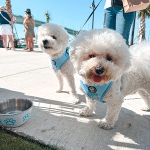 Peut inclure: Deux chiens Bichon Fris&eacute; blancs portant des harnais bleus avec des motifs de pattes sur un trottoir. Un chien regarde la cam&eacute;ra, l'autre regarde ailleurs. Un bol bleu avec des motifs de pattes est au sol.