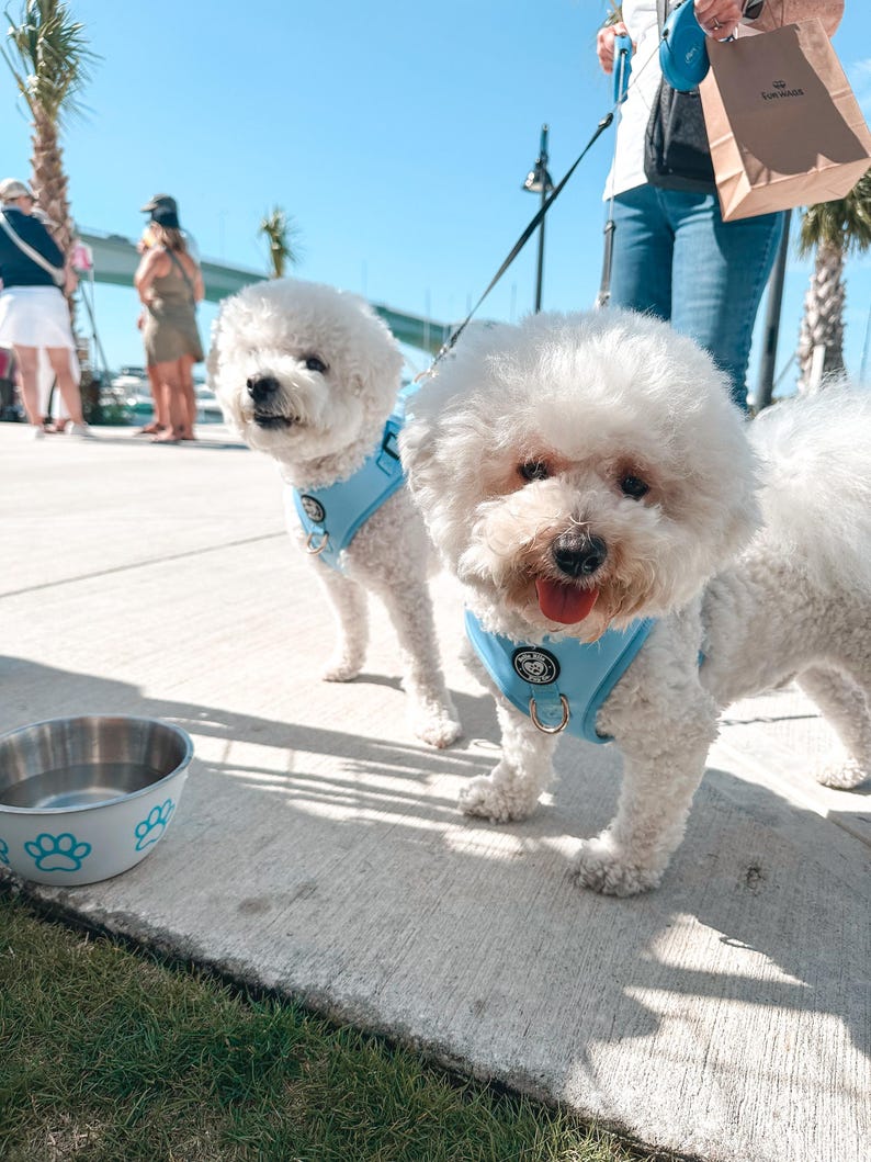 Peut inclure: Deux chiens Bichon Fris&eacute; blancs portant des harnais bleus avec des motifs de pattes sur un trottoir. Un chien regarde la cam&eacute;ra, l'autre regarde ailleurs. Un bol bleu avec des motifs de pattes est au sol.