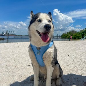 Peut inclure: Un chien husky noir et blanc portant un harnais bleu clair est assis sur une plage de sable avec un ciel bleu et des nuages blancs en arri&egrave;re-plan.