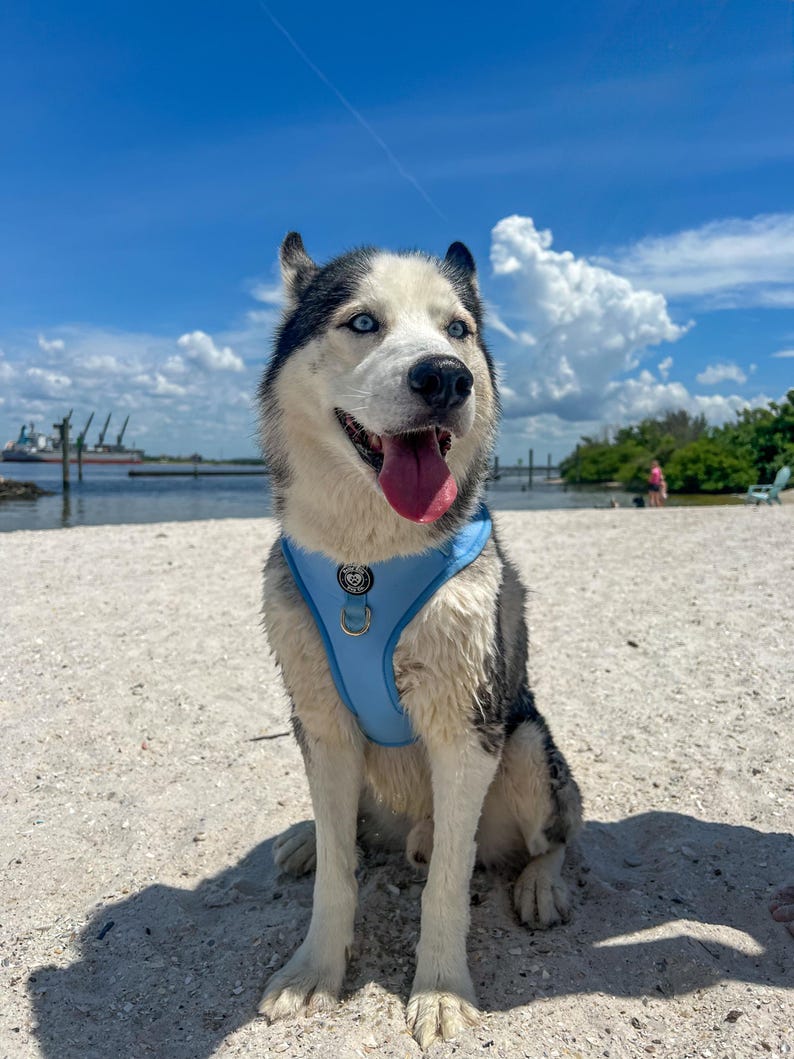 Peut inclure: Un chien husky noir et blanc portant un harnais bleu clair est assis sur une plage de sable avec un ciel bleu et des nuages blancs en arri&egrave;re-plan.