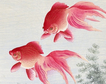 小原古邨作「二匹の金魚」浮世絵版画、マットポスター - Etsy 日本
