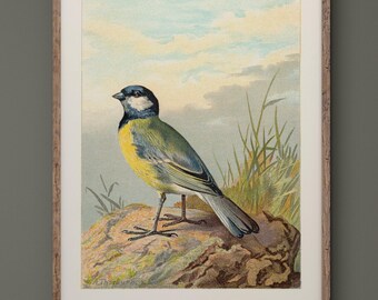 Great tit vintage bird print reproduction by Archibald Thorburn. XIX centyry reproduction