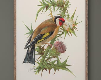Goldfinch vintage bird print by Eliza Turck. XIX Century reproduction