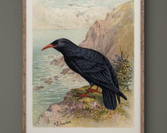 Chough vintage bird print by Francis Lydon. XIX Century reproduction