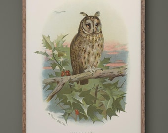 Long eared owl bird vintage illustration repro XIX century by Archibald Thorburn